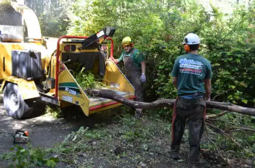 tree services Indian Creek